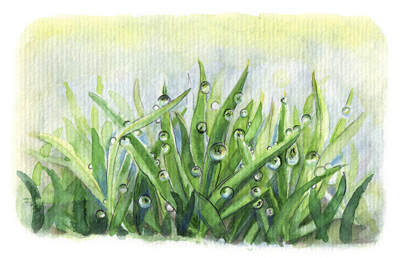 Ilustração: Giuliana D'Amaro