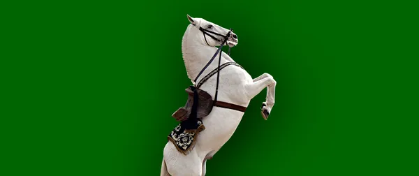 A natureza sublimada: os cavalos andaluzes