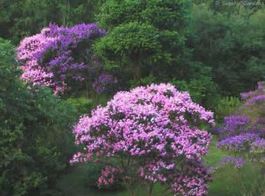 quaresmeira-roxatibouchina-granulosa.jpg
