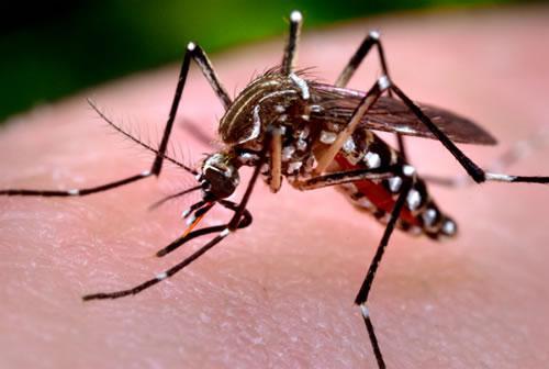 Zika Virus.jpg Zika Virus.jpg