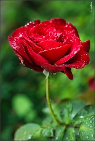 Rosa e orquídea, dois gêneros de beleza.png Rosa e orquídea, dois gêneros de beleza.png