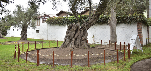 Encontrada árvore plantada por São Martinho de Porres há 400 anos.png